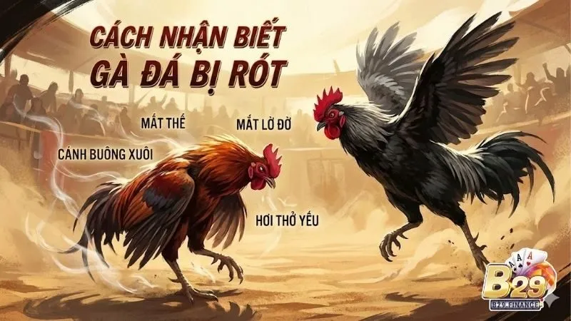 cach-nhan-biet-ga-da-bi-rot-nguyen-nhan-va-cach-khac-phuc